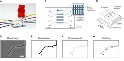 Germination and Growth Analysis of Streptomyces lividans at the Single-Cell Level Under Varying Medium Compositions